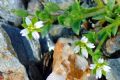 Cerastium diffusum